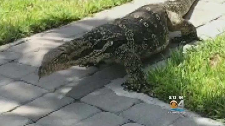 Σαύρα “τέρας” εντοπίστηκε σε αυλή σπιτιού – Τρομοκρατημένη η οικογένεια – Βίντεο